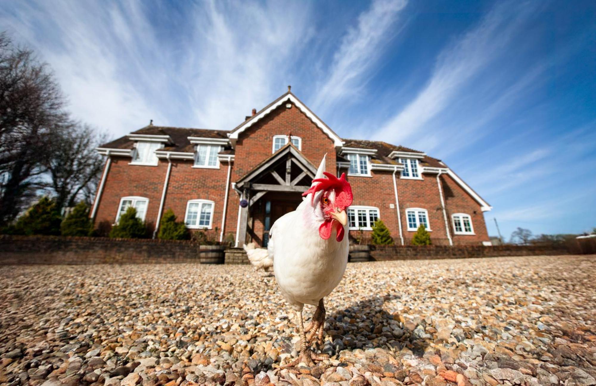 Langford Farmhouse - New Forest National Park Luxury 4Bd, Hot Tub, Cinema, 10 Acres Bartley Kültér fotó